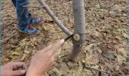 桃树修剪技术视频,视频教程精华概述